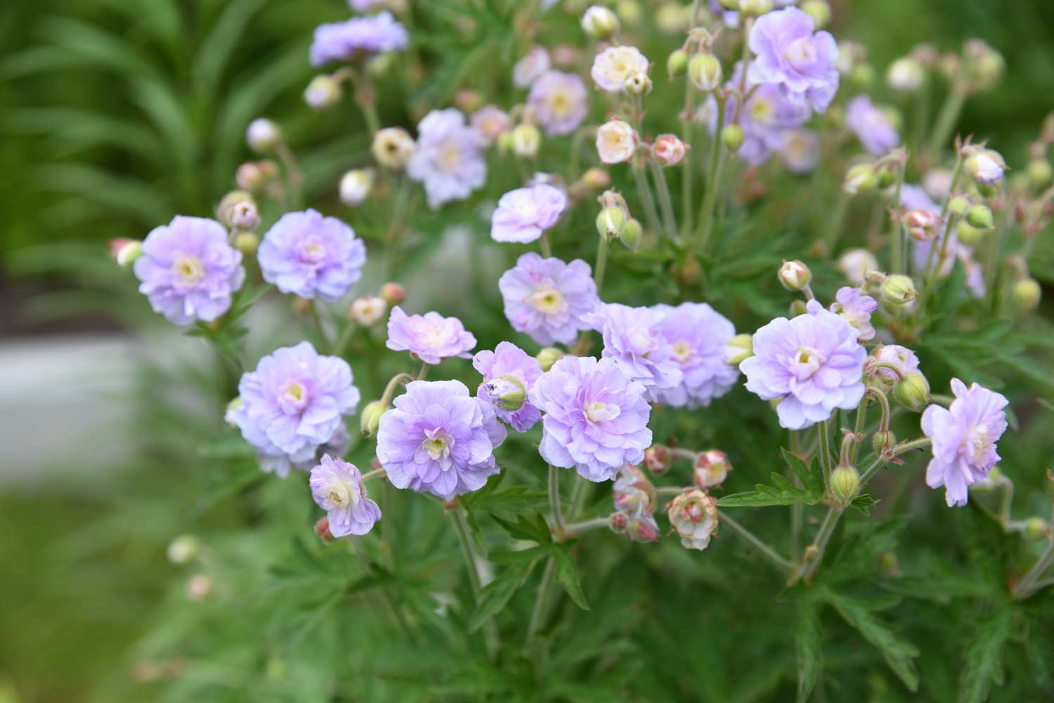 Kurjenpolvi 'Summer Skies'